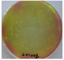 甘露醇氯化鈉瓊脂對照培養基