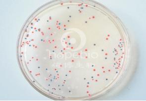 腸桿菌／大腸菌群顯色培養基(第二代)