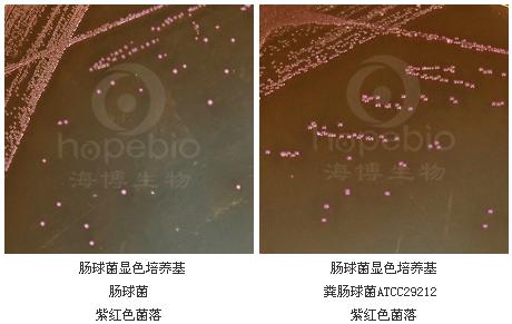 腸球菌顯色培養(yǎng)基
