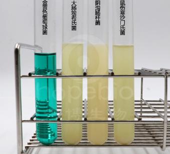 腸道菌增菌肉湯